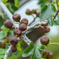 Zaylee garden purple for sale  Delivered anywhere in USA 