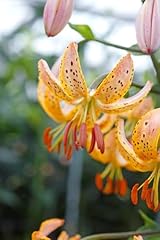 Lilium martagon guinea for sale  Delivered anywhere in UK