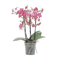 Kentis orchidea vera usato  Spedito ovunque in Italia 