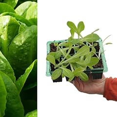 Carbeth plants lettuce for sale  Delivered anywhere in UK