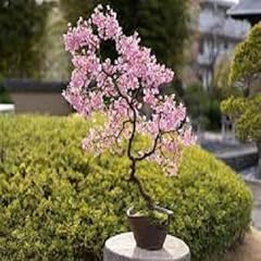 Nuovo bonsai giapponese usato  Spedito ovunque in Italia 