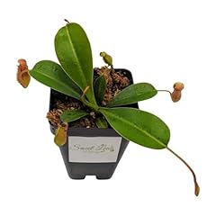 Small nepenthes briggsiana for sale  Delivered anywhere in USA 