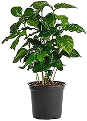 American plant arabica for sale  Delivered anywhere in USA 
