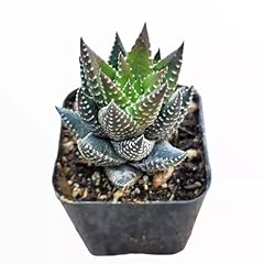 Haworthia reinwardtii african for sale  Delivered anywhere in USA 