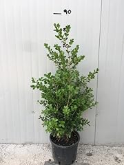 Bosso boxus buxus usato  Spedito ovunque in Italia 
