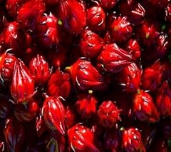 70pcs hibiscus rosella for sale  Delivered anywhere in UK