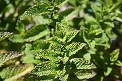 True spearrmint mentha for sale  Delivered anywhere in UK