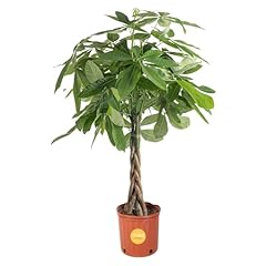 Costa farms money for sale  Delivered anywhere in USA 