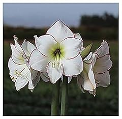 Picasso amaryllis bare for sale  Delivered anywhere in USA 