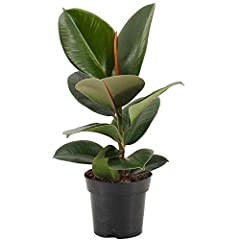Ficus robusta indoor for sale  Delivered anywhere in UK