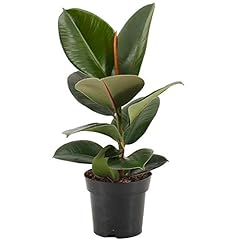 Ficus robusta rubber for sale  Delivered anywhere in UK