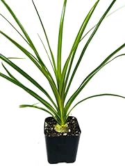 Ponytail palm beaucarnea for sale  Delivered anywhere in USA 