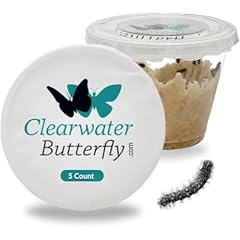 Clearwater butterfly live for sale  Delivered anywhere in USA 
