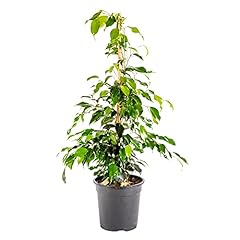 Bonplants ficus benjamin usato  Spedito ovunque in Italia 