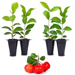 Barbados cherry tree for sale  Delivered anywhere in USA 
