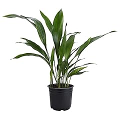 American plant cast for sale  Delivered anywhere in USA 