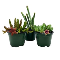 Bubbleblooms huernia stapelia for sale  Delivered anywhere in USA 