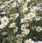 Justseed british wild for sale  Delivered anywhere in UK