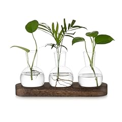 Hewory terrarium plant for sale  Delivered anywhere in UK