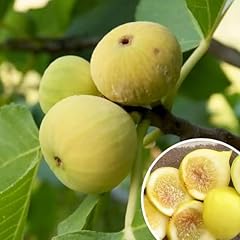 Large fig tree for sale  Delivered anywhere in USA 