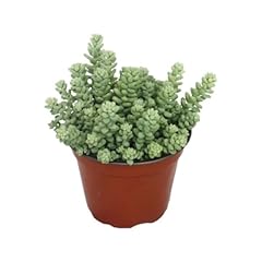 Sedum burrito donkey for sale  Delivered anywhere in UK