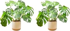 Costa farms monstera for sale  Delivered anywhere in USA 