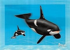 Orca card postcard for sale  Delivered anywhere in USA 