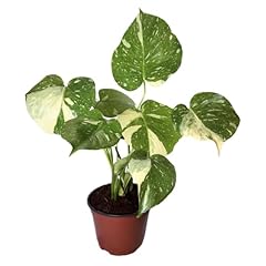 Monstera thai constellation for sale  Delivered anywhere in USA 