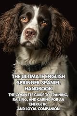 Ultimate english springer for sale  Delivered anywhere in UK