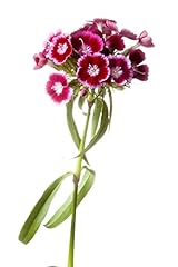 Sweet william plants for sale  Delivered anywhere in UK