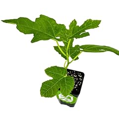 Celeste fig tree for sale  Delivered anywhere in USA 