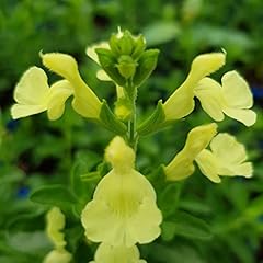 Salvia greggii lemon for sale  Delivered anywhere in UK