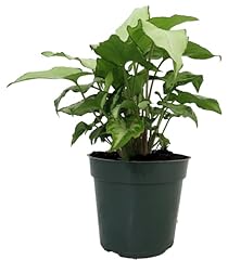 Holly arrowhead plant for sale  Delivered anywhere in USA 