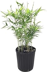 Green hedge bamboo for sale  Delivered anywhere in USA 