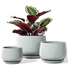 Tauci plant pots for sale  Delivered anywhere in USA 