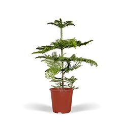 Green touch araucaria d'occasion  Livré partout en France