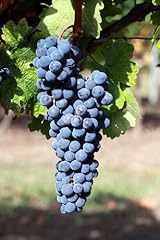 Cabernet sauvignon grape for sale  Delivered anywhere in USA 