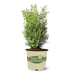 Boxwood better skylight for sale  Delivered anywhere in USA 
