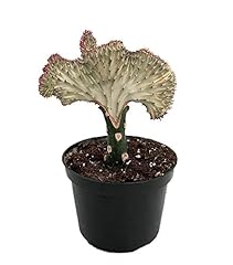 Surprise coral cactus for sale  Delivered anywhere in USA 