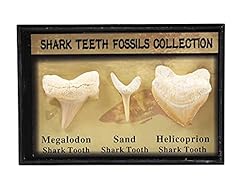 extra Large Denti Megalodonte Fossil Shark Denti Tra 2.5 & 12.7cm 