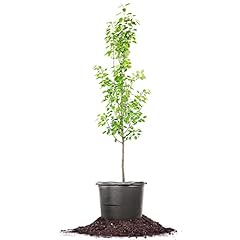 Perfect plants ayers for sale  Delivered anywhere in USA 