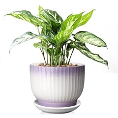 Yufda inch plant for sale  Delivered anywhere in USA 