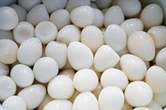 Bobwhite quail eggs for sale  Delivered anywhere in USA 