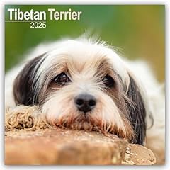 Tibetan terrier 2025 for sale  Delivered anywhere in UK