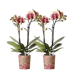 Kolibri orchids combi usato  Spedito ovunque in Italia 