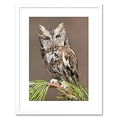 Photo eastern screech for sale  Delivered anywhere in USA 