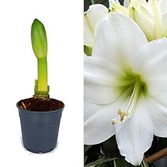 Amaryllis bulb white for sale  Delivered anywhere in UK
