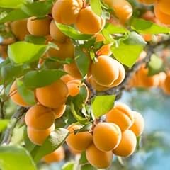 Cold hardy apricot for sale  Delivered anywhere in USA 