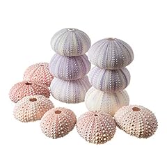 Sea urchins pink for sale  Delivered anywhere in USA 