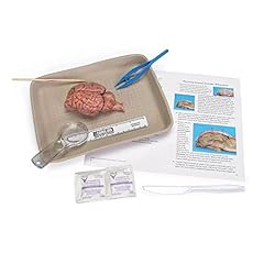 Carolina sheep brain for sale  Delivered anywhere in USA 